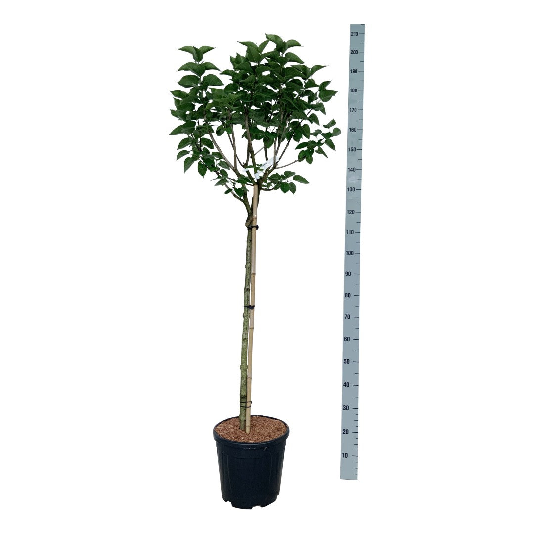 Syringa v. &