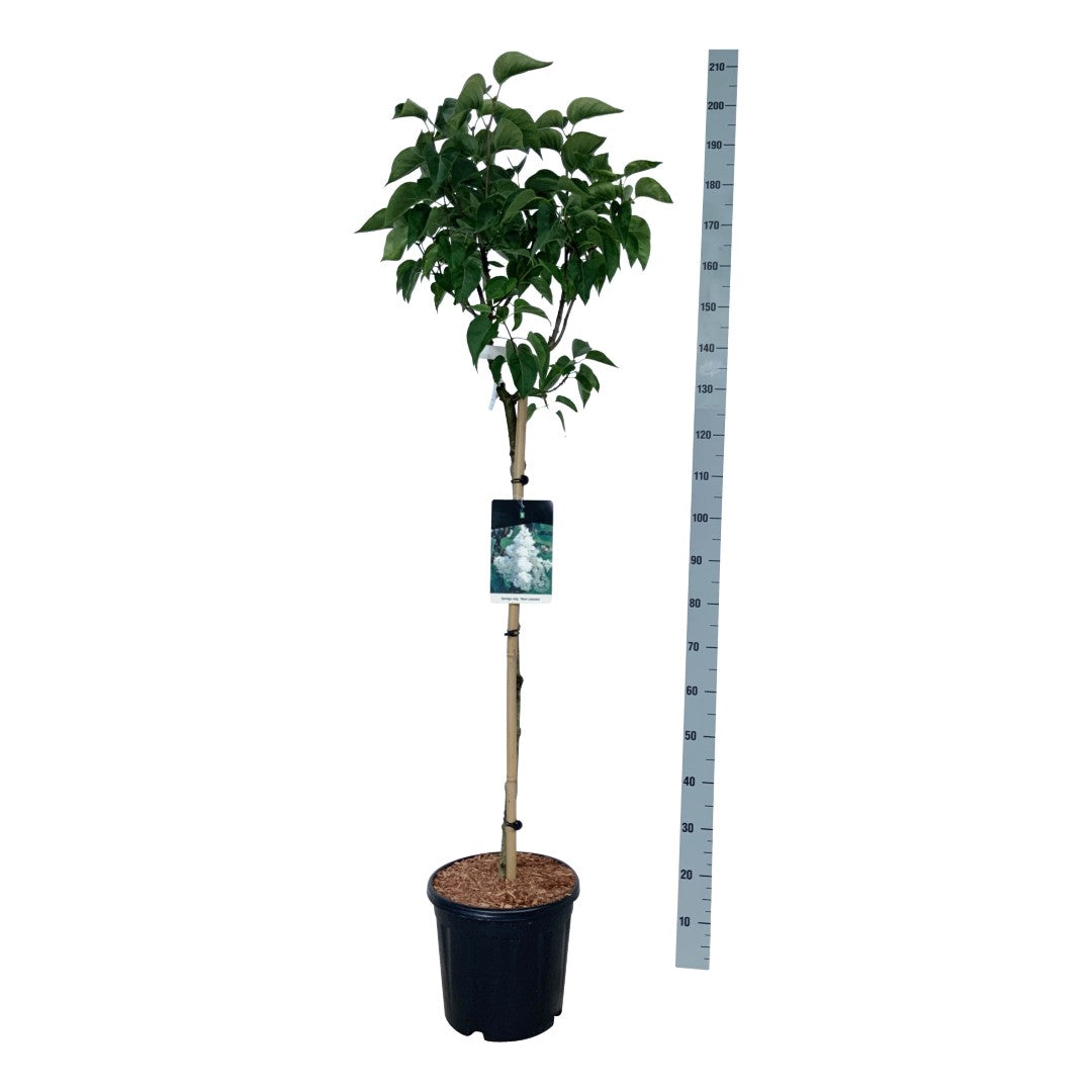 Syringa v. &