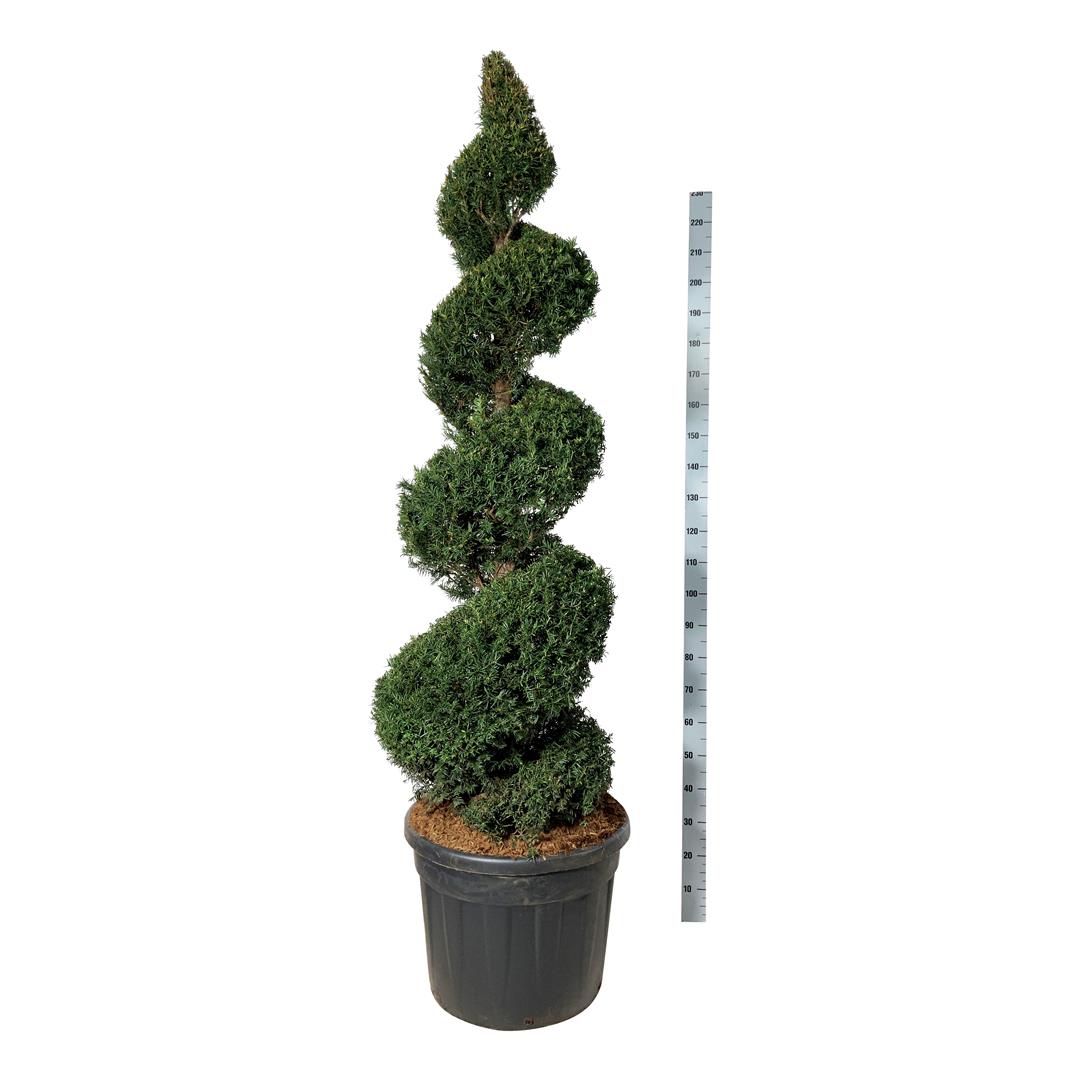 Idegran baccata - 175-200 CM SPIRAL C90