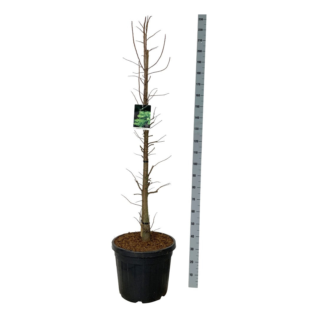 Sumpcypress distichum &