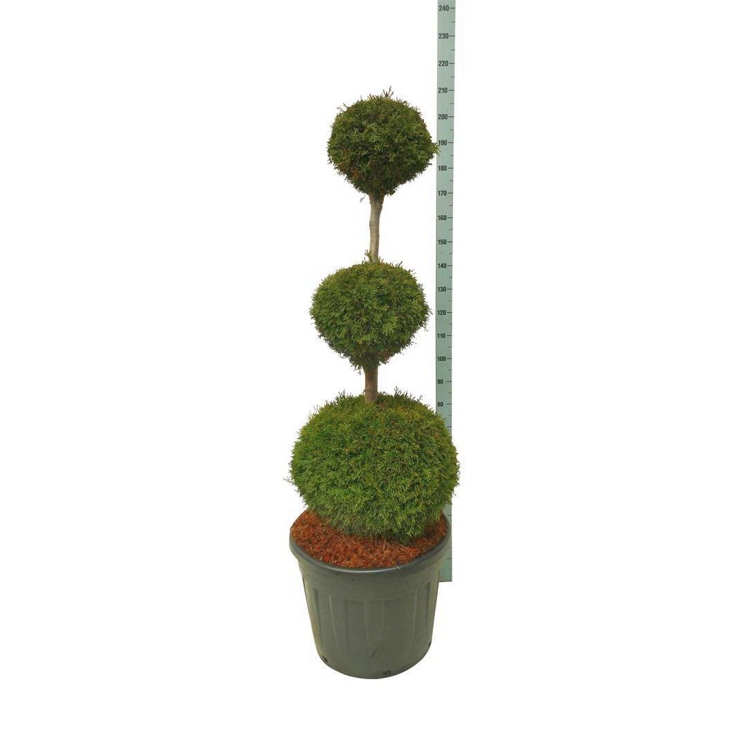 Thuja occ. &