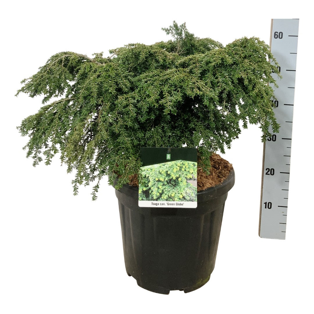 Hemlock can. &