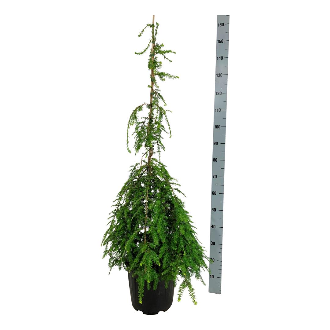 Hemlock can. &