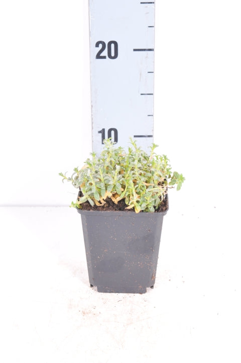 Hönsarv tomentosum - P9