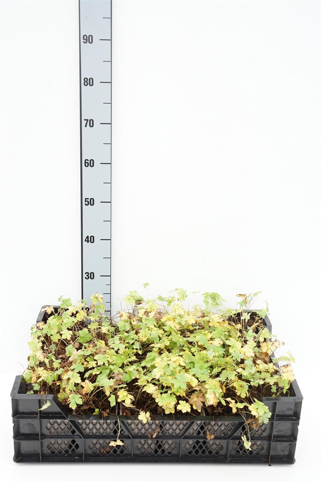 Geranium endressii &