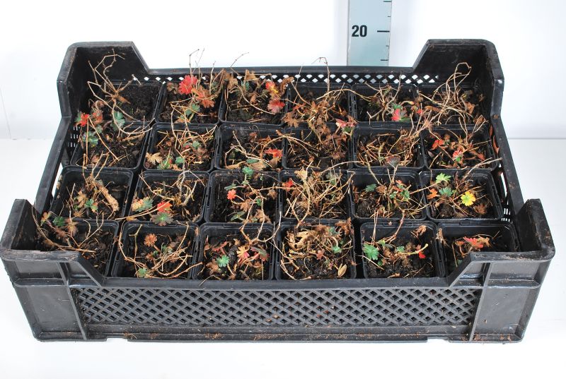 Geranium sanguineum &
