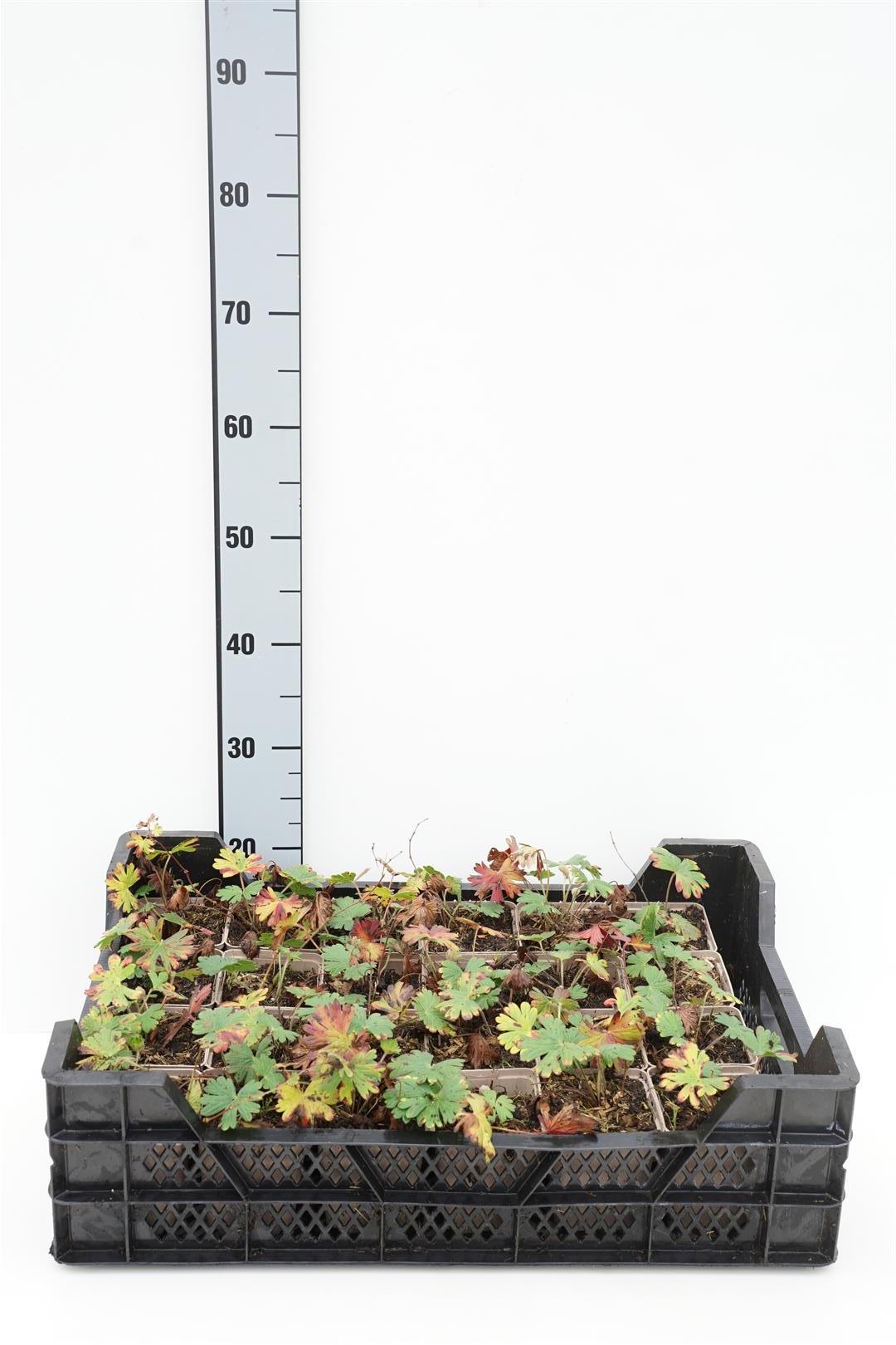 Geranium &