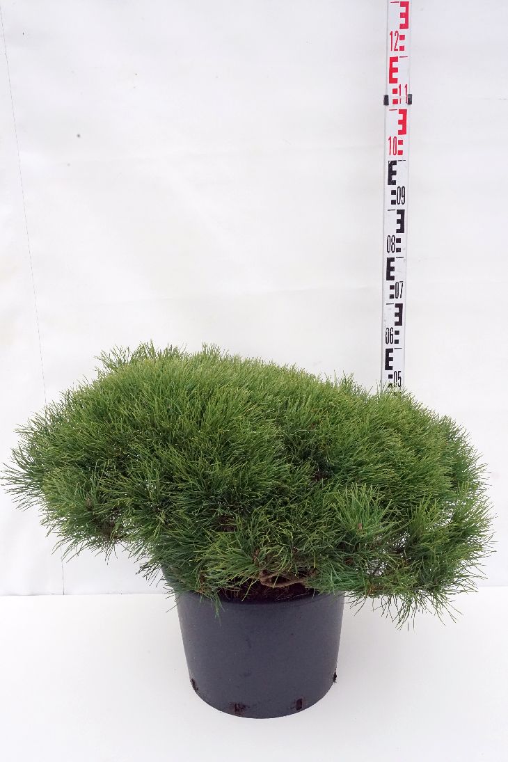 Tall mugo mugo (mughus) - C25 80-100 CM