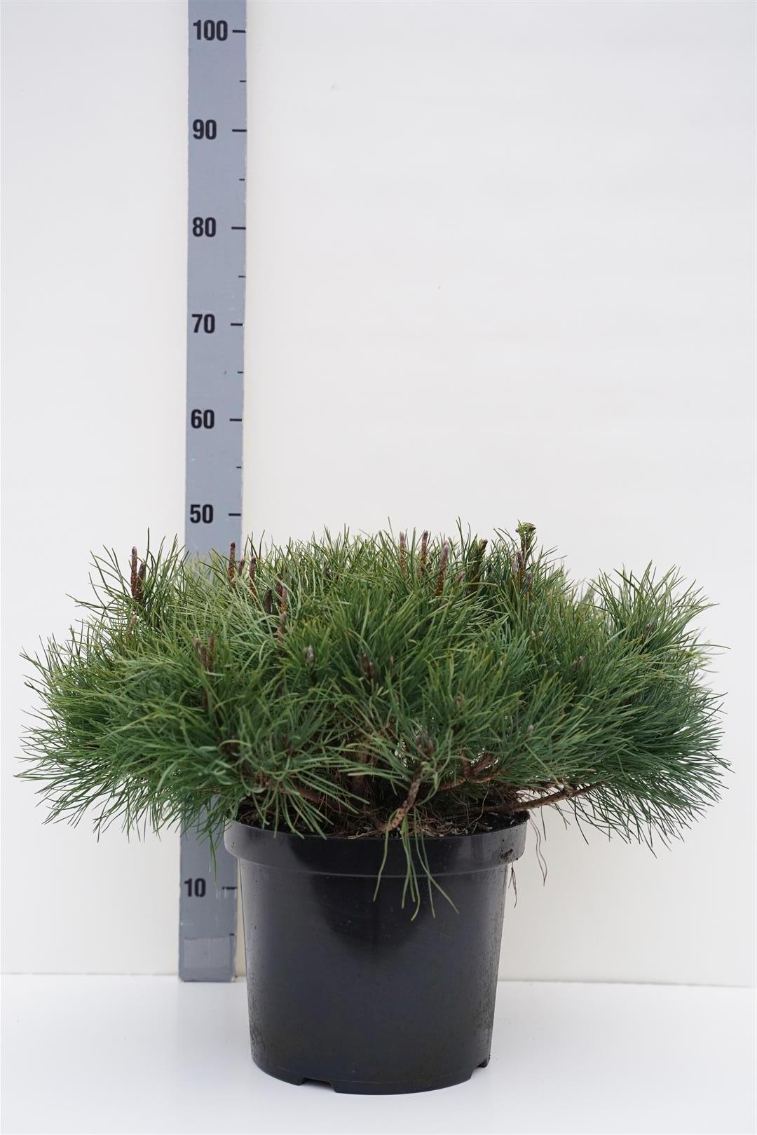 Tall mugo pumilio - C10 50/+ CM