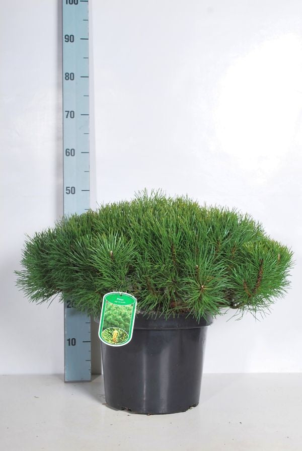 TW-2774958