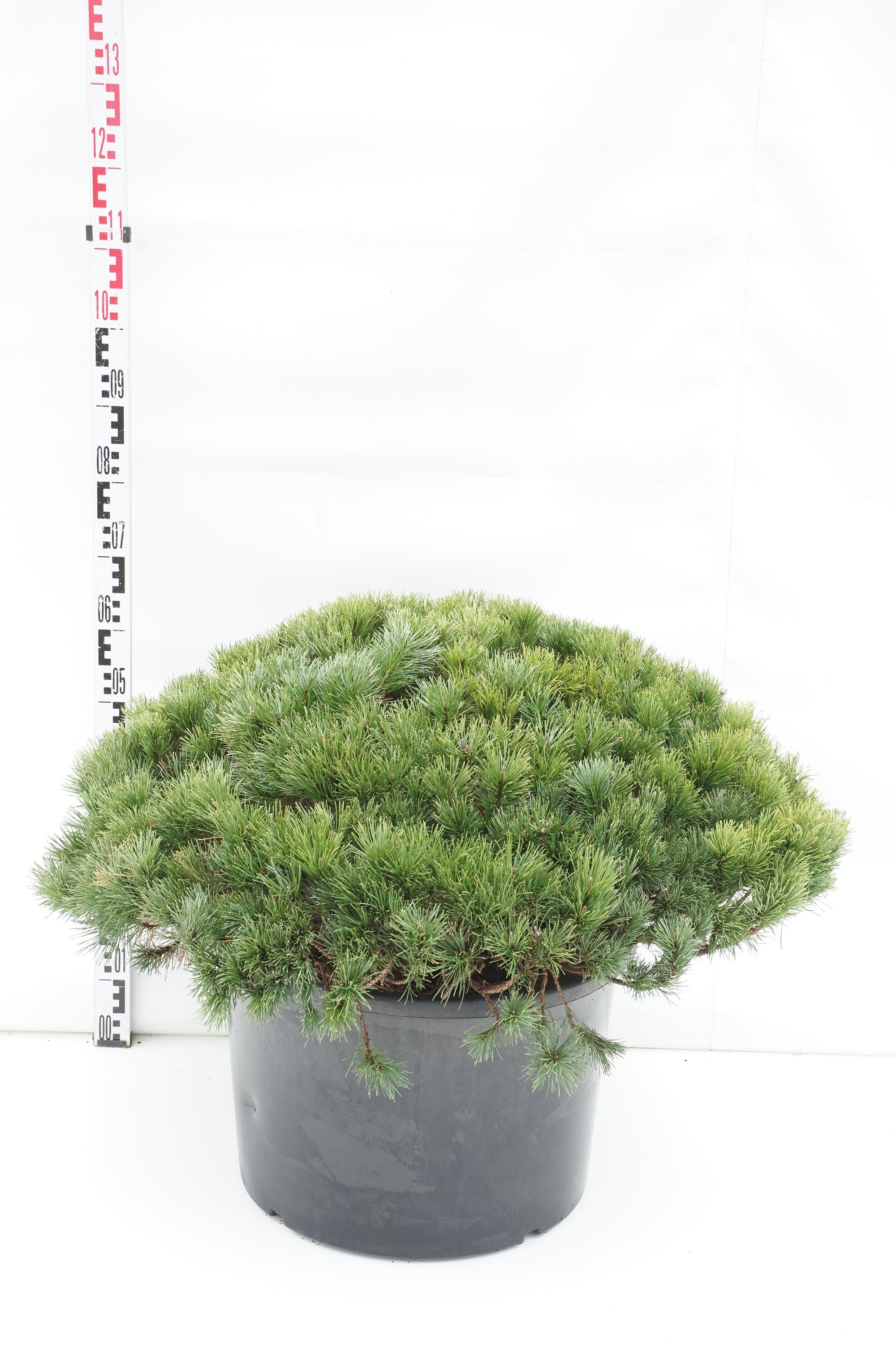 Tall mugo pumilio - C50 100-125 CM