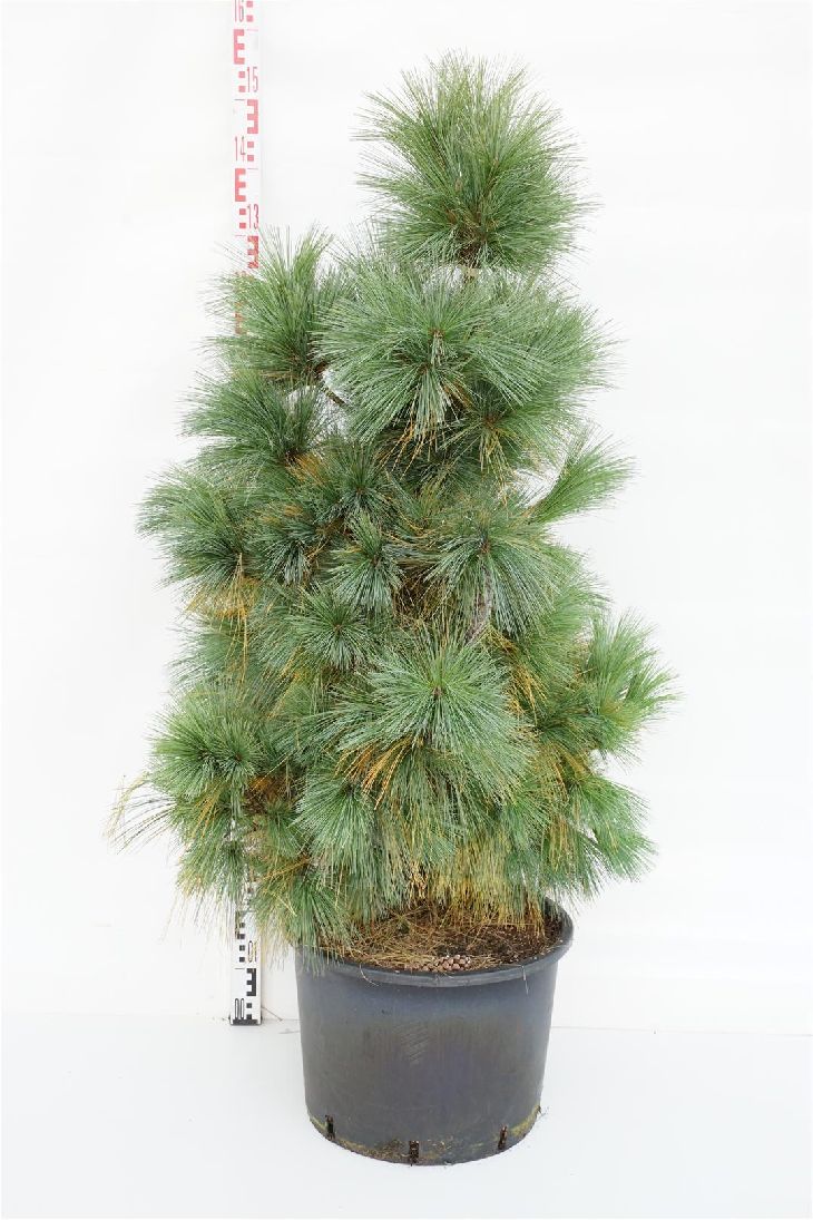 Tall schwerinii &