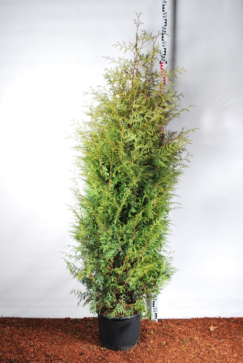 Thuja occ. &