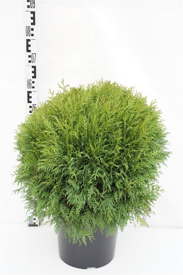 Thuja occ. &