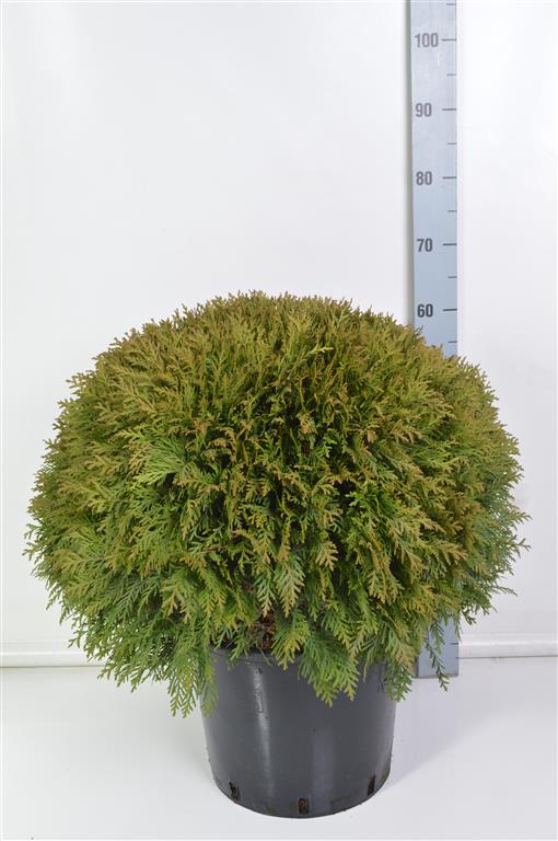 Thuja occ. &