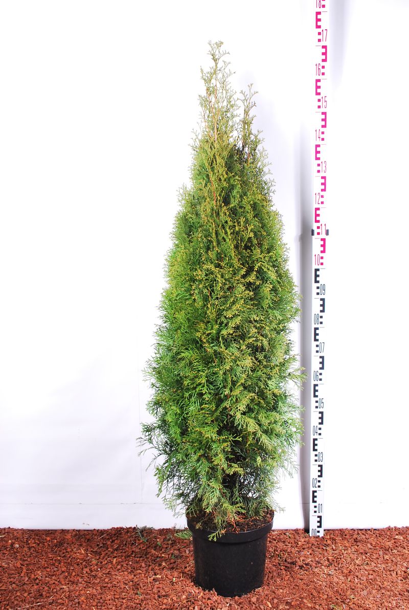 Thuja occ. &
