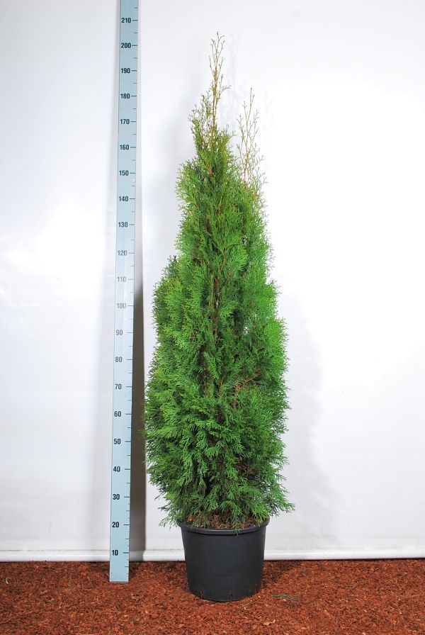 Thuja occ. &