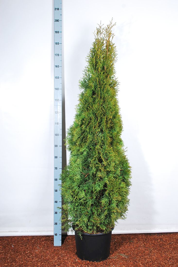 Thuja occ. &
