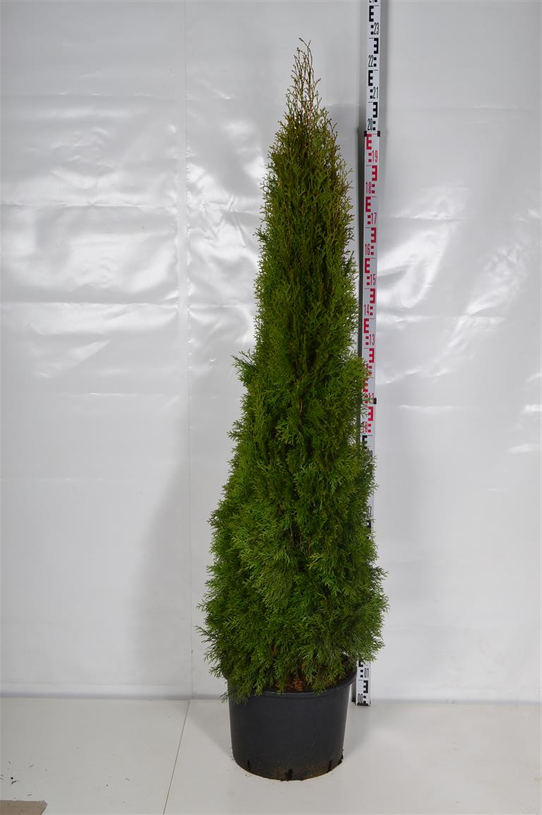 Thuja occ. &