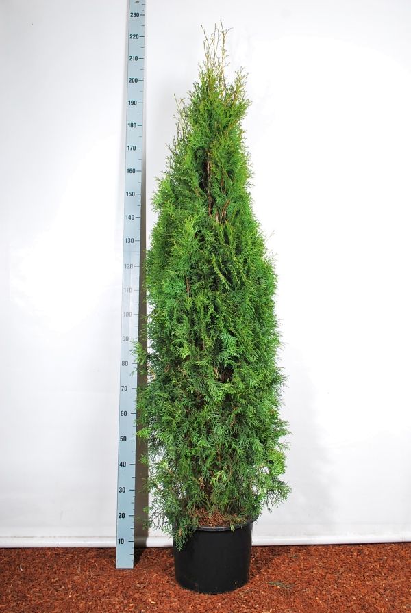 Thuja occ. &
