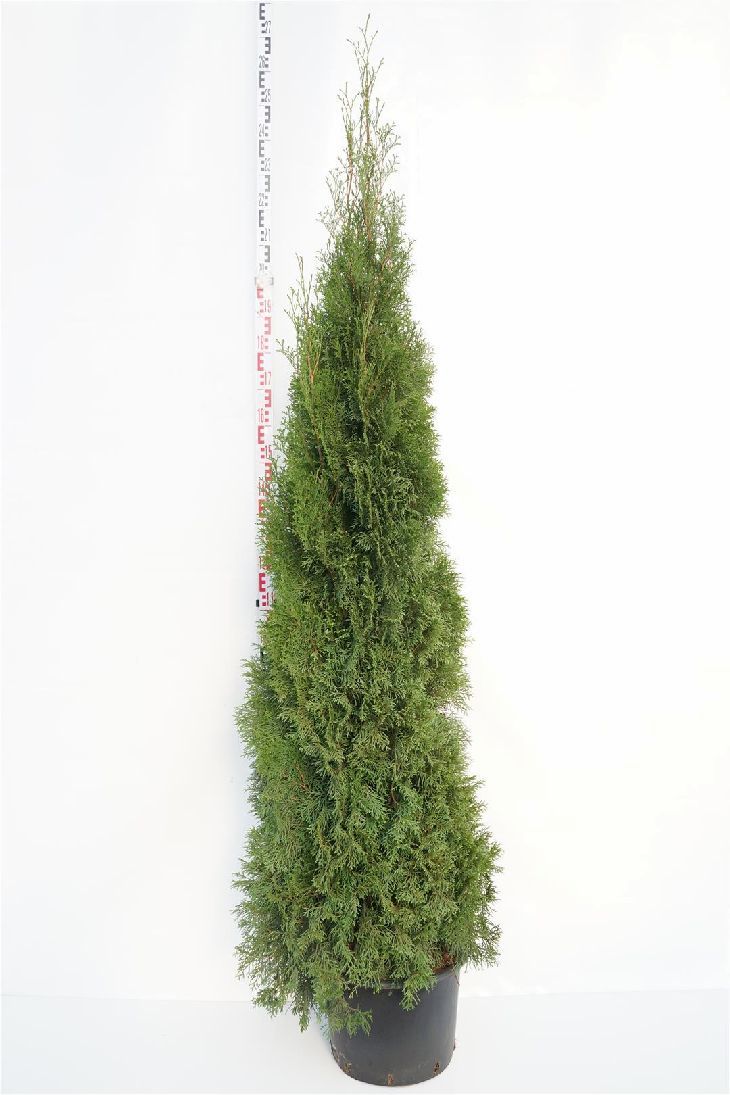 Thuja occ. &