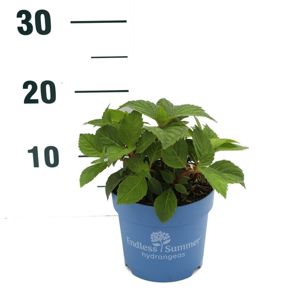 Hortensia Endless Sum. BloomStar® Pink - C1,5/P14 15-20 CM