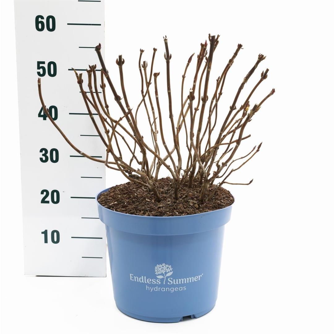 Hydrangea Endless Summer BloomStar® Pink - C10 (10 liters kruka)