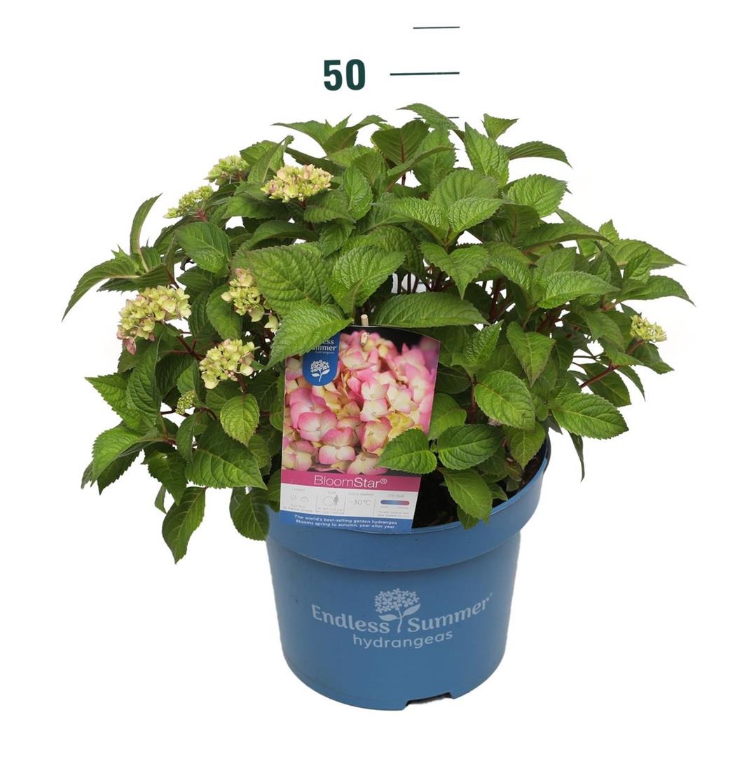 Hydrangea Endless Summer BloomStar® Pink - C10 (10 liters kruka)