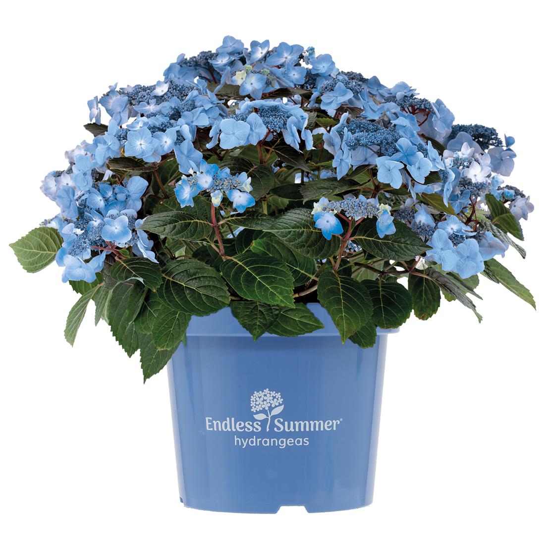 Hydrangea Endless Summer® Pop Star® Blue C5 (5 liters kruka) 20-30 cm