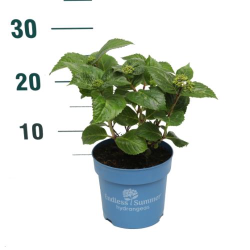 Hydrangea Endless Summer® Pop Star® Pink C1,5 (1,5 liters kruka) 10-15 cm