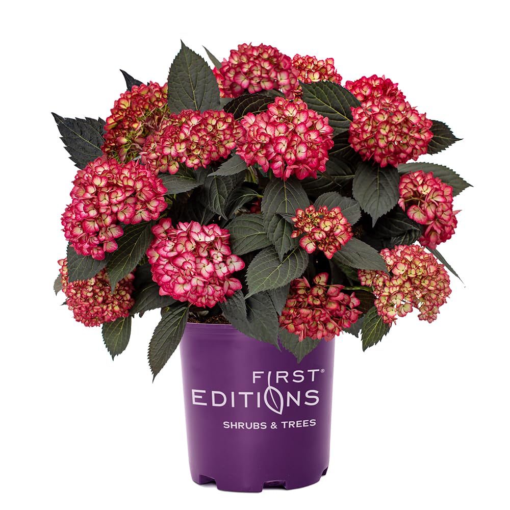 Hydrangea m. &