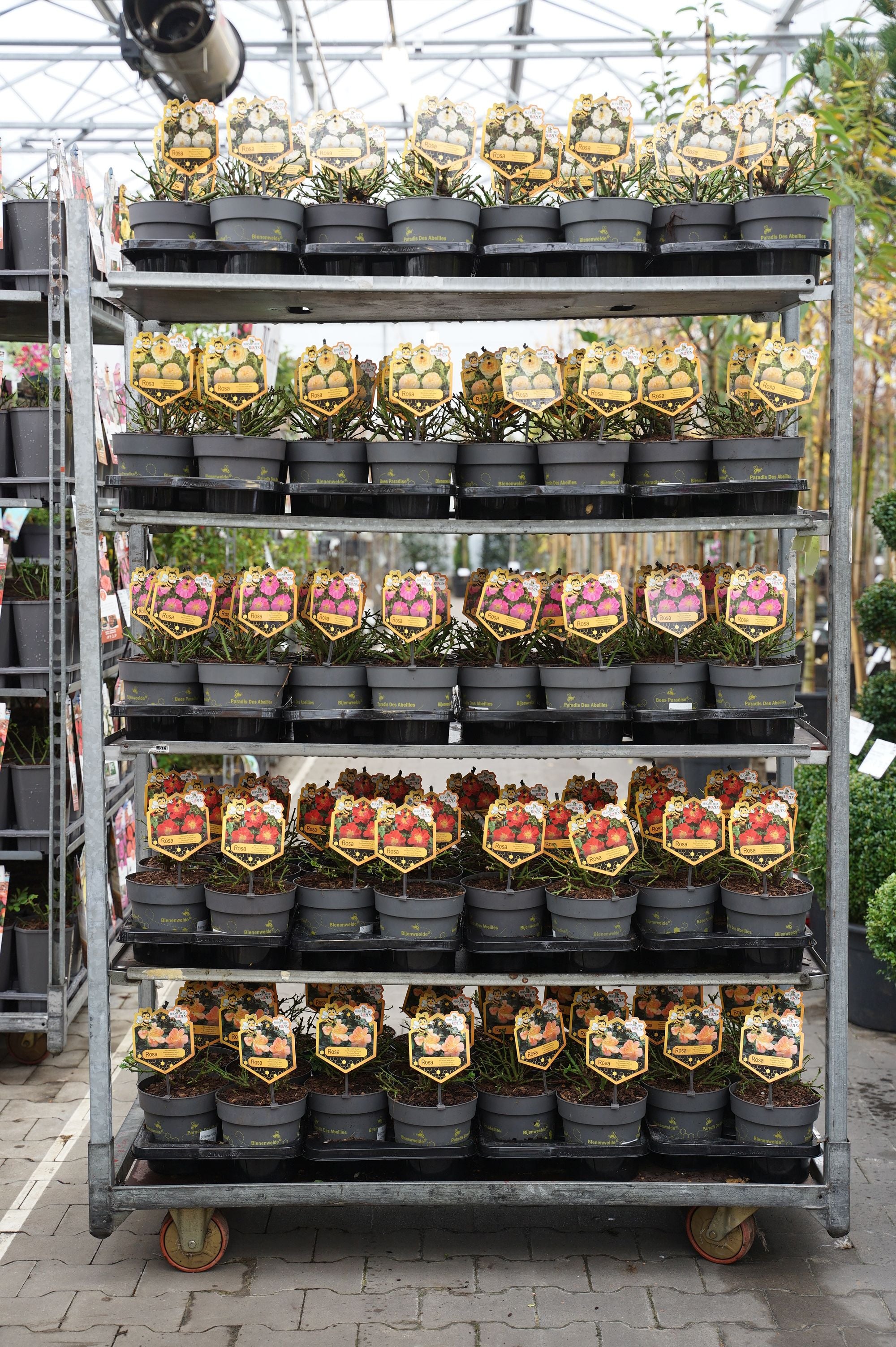 Buskros in cultivars - C2/P17