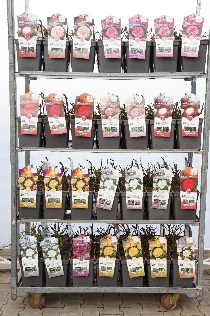 Buskros in cultivars - C5/P23