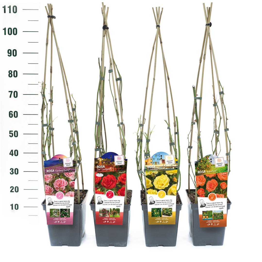 Rosa Klätterrosor Mix Exclusive C5 (5 liters kruka) 25+ cm