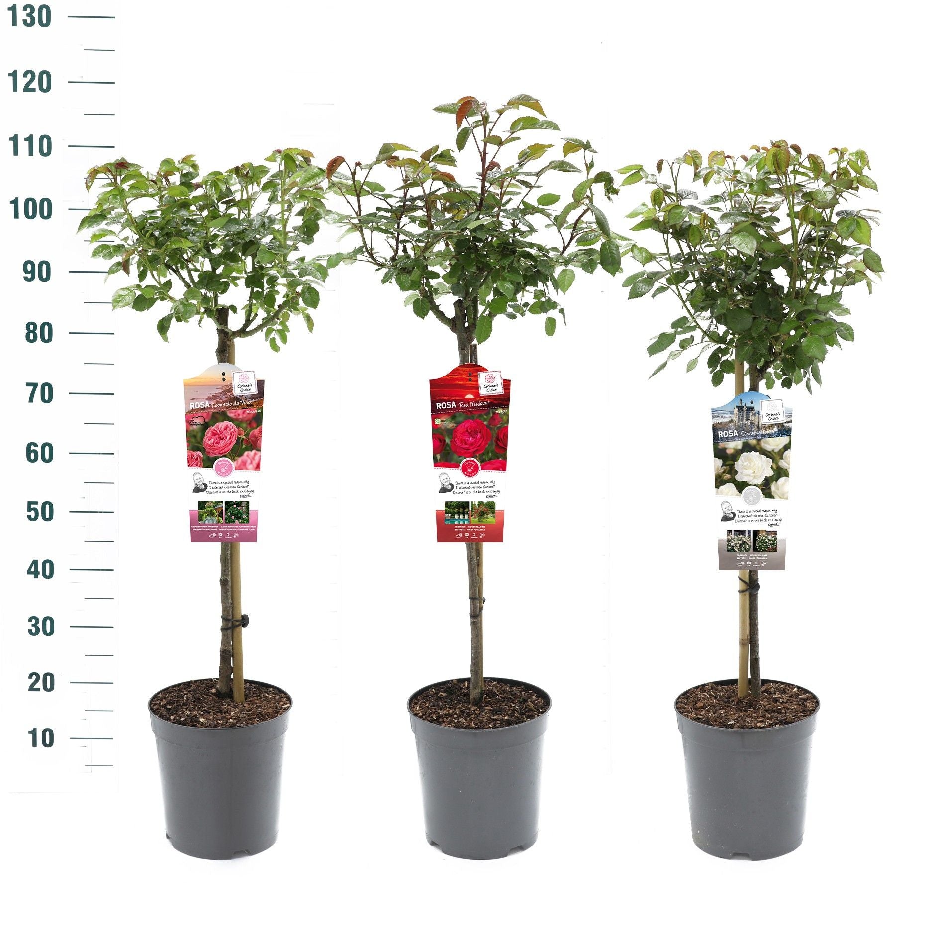 Buskros Mix Stem Exclusive Collection - 60 CM STEM C5,5/P24