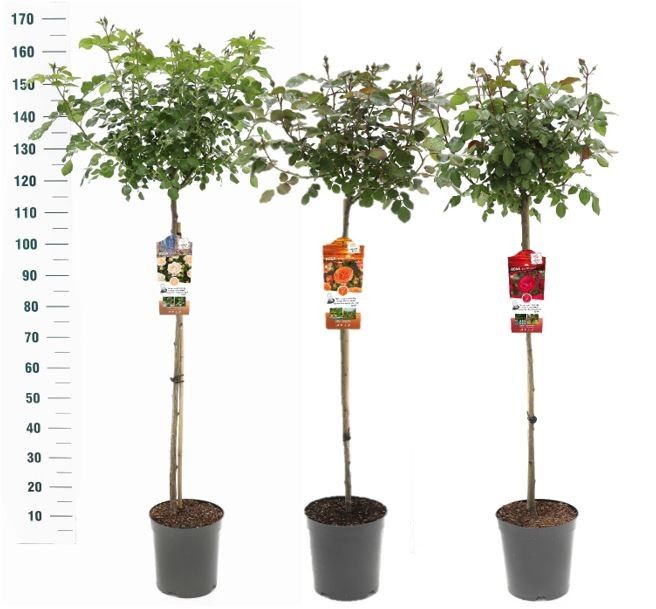 Buskros Mix Stem Exclusive Collection - 90 CM STEM C5,5/P24