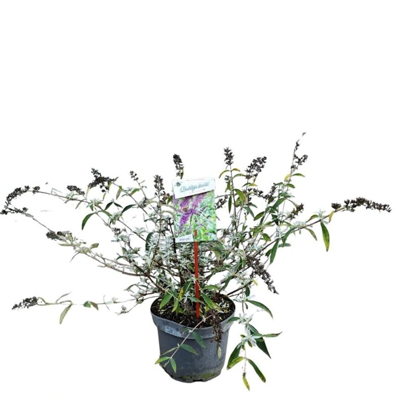 Syrenbuddleja d. &