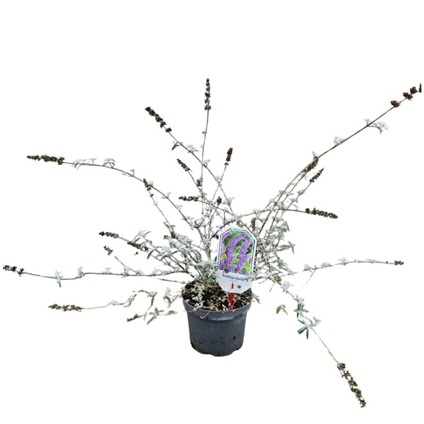 Syrenbuddleja d. &