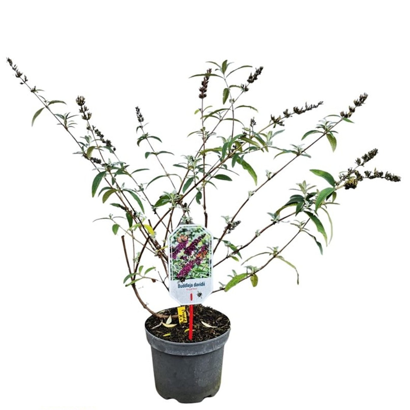 Syrenbuddleja d. &