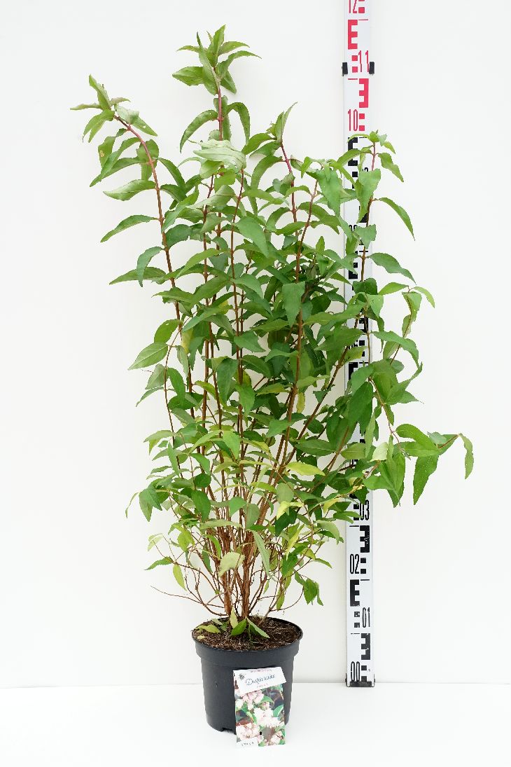 Deutzia scabra &
