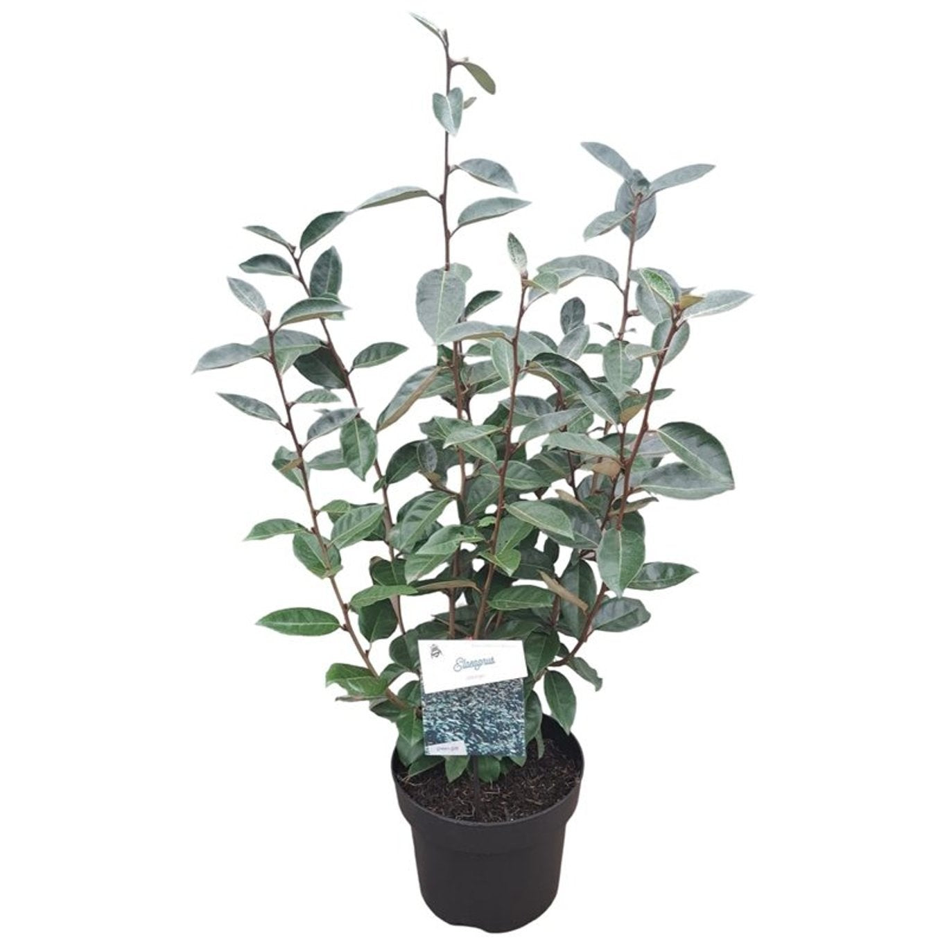Silverbuske ebbingei - C5/P23 50-60 CM