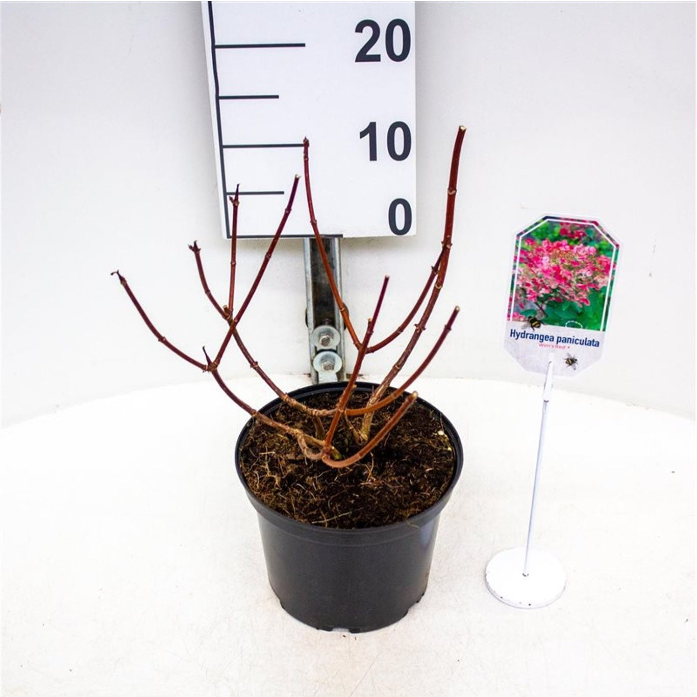 Hortensia pan. &