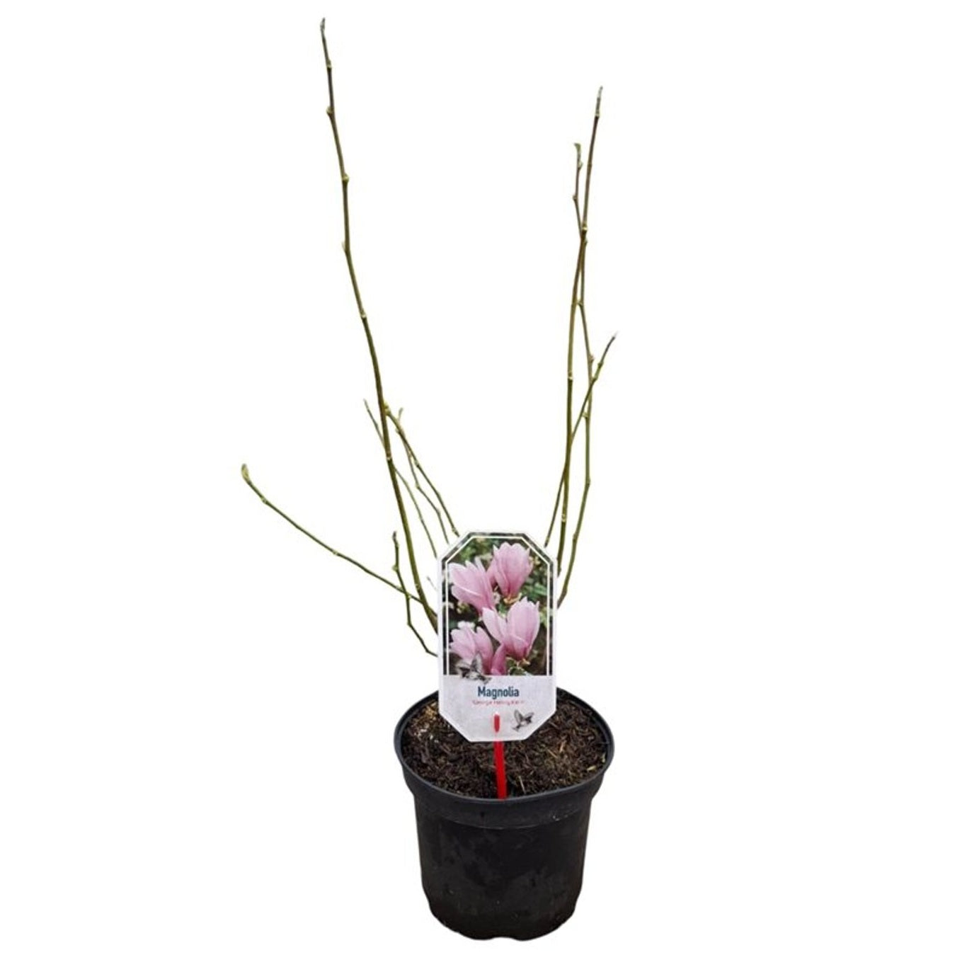 Magnolia &