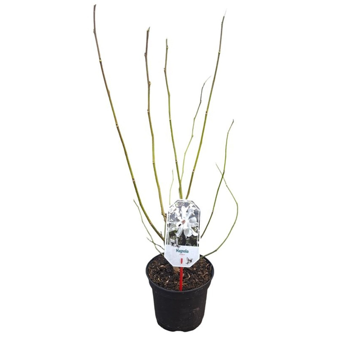 Magnolia kobus 12-14 cm stam C70 (70 liters kruka)