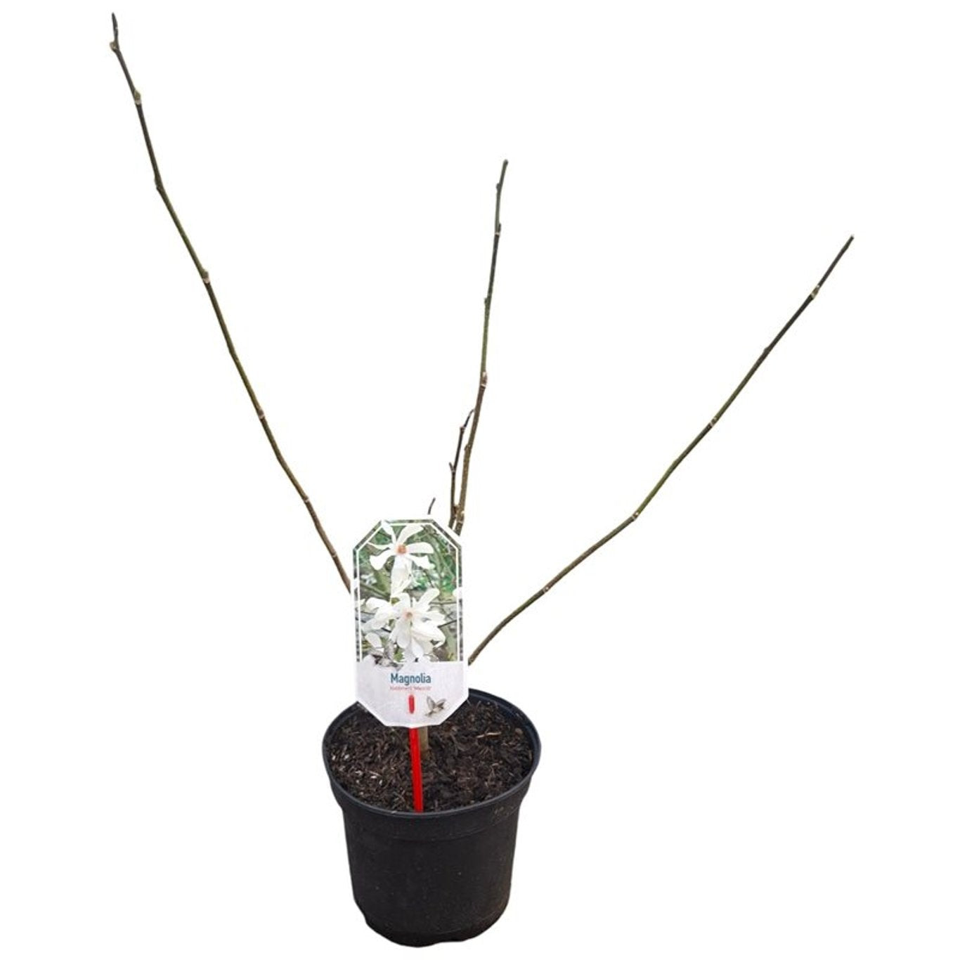Magnolia loebneri &