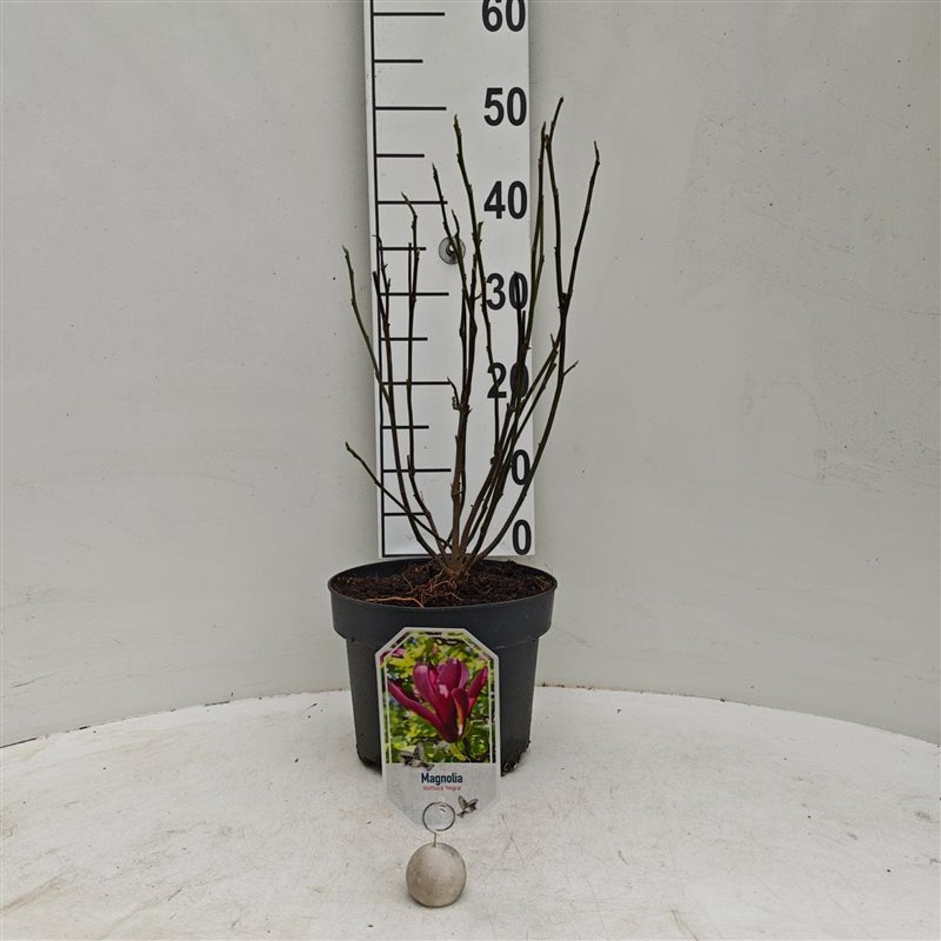 Magnolia liliiflora &