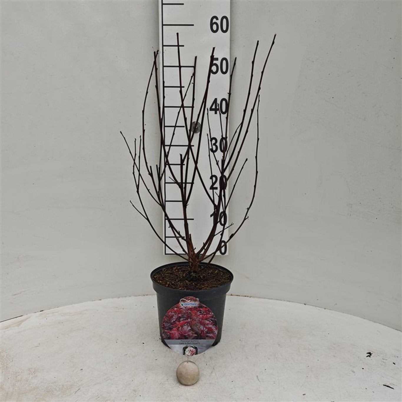 Smällspirea op. &