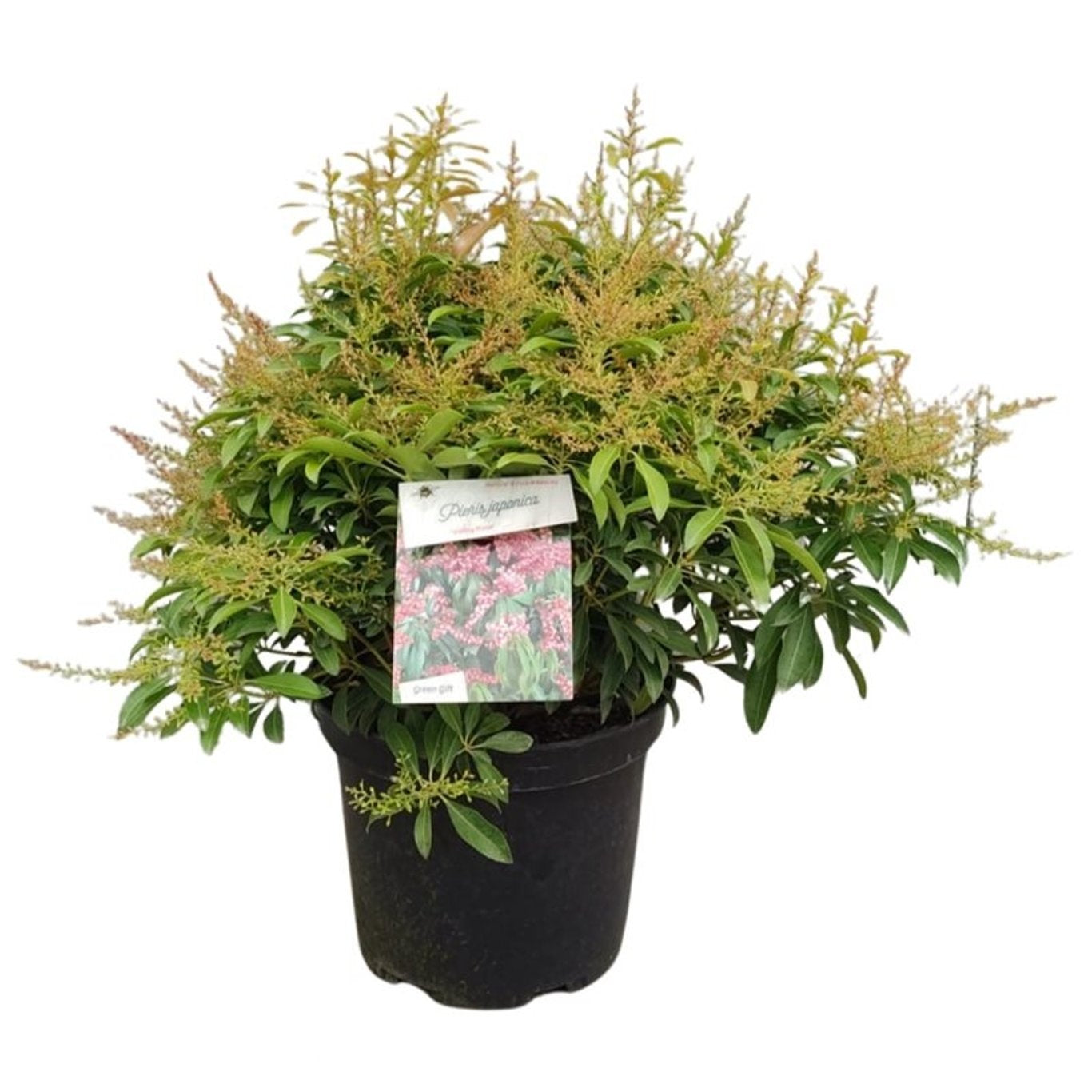 Pieris jap. &