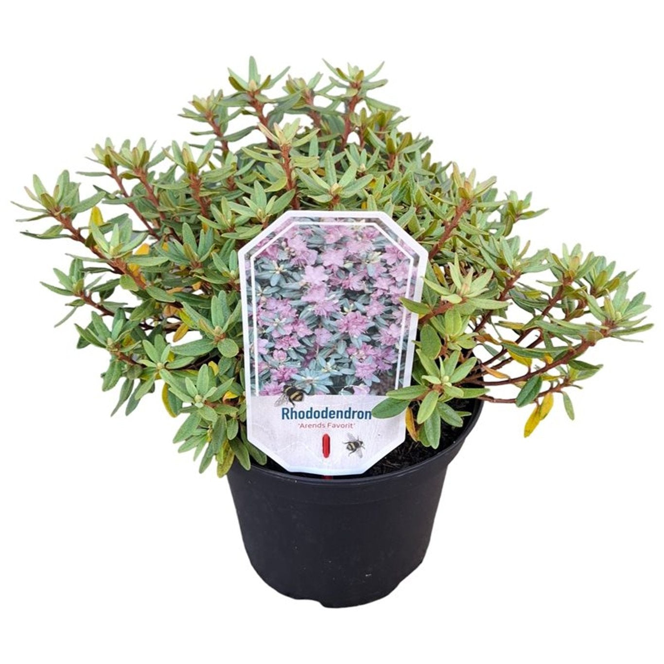 Rododendron &