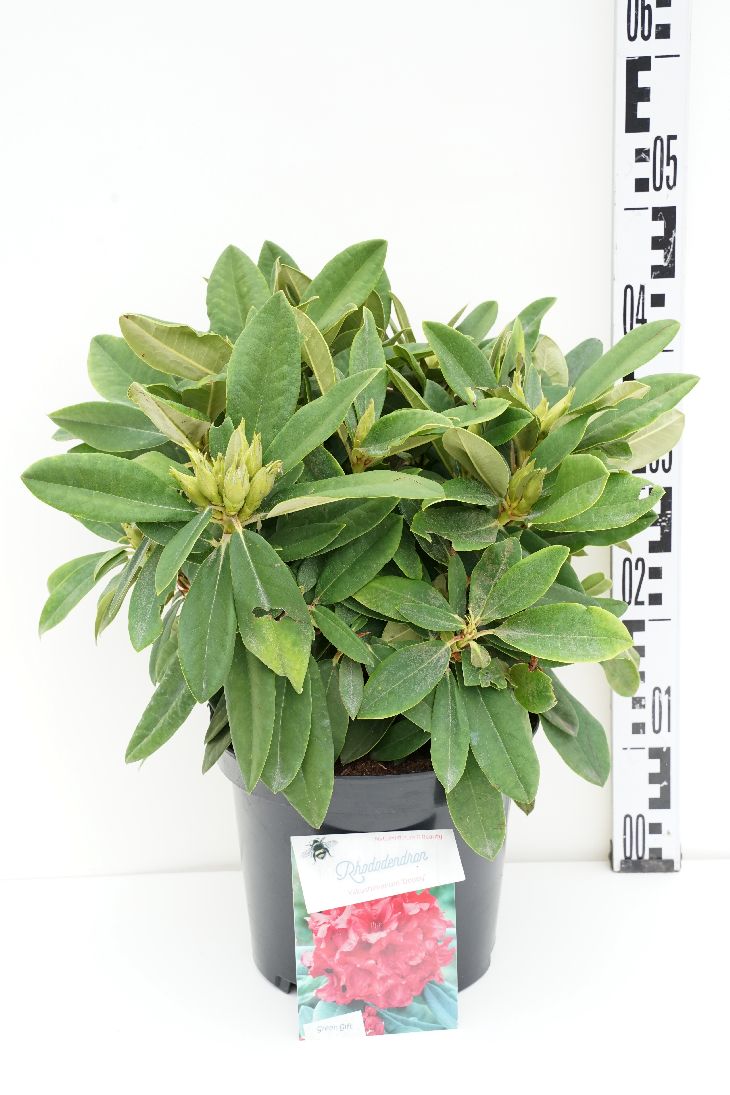 Rododendron (Y) &